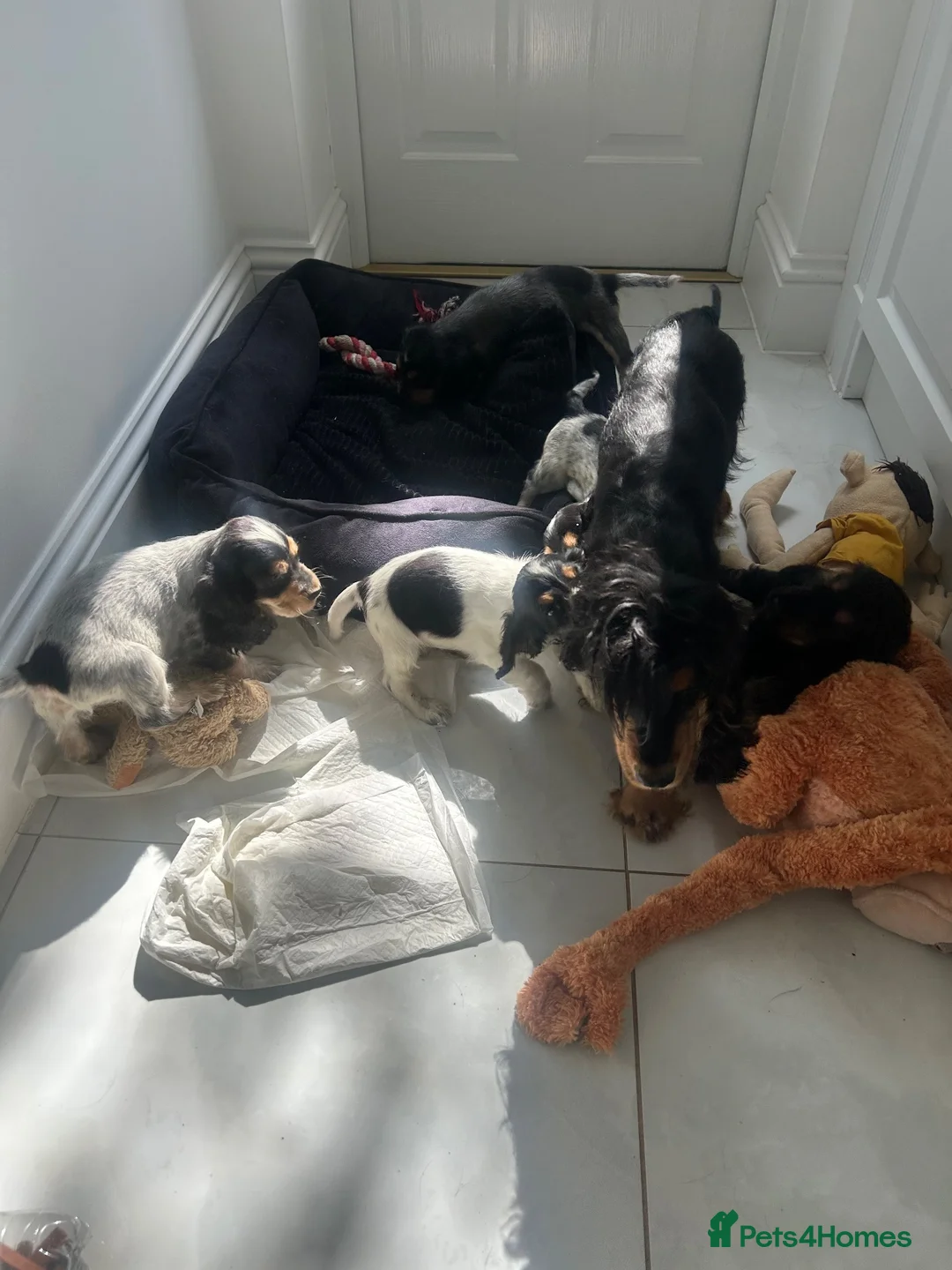 Cocker Spaniel dogs for sale: Quality Show type cocker spaniel puppies  - Advert 2
