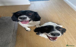 English Springer Spaniel dogs for sale: English Springer Spaniel puppies for sale - Image 8