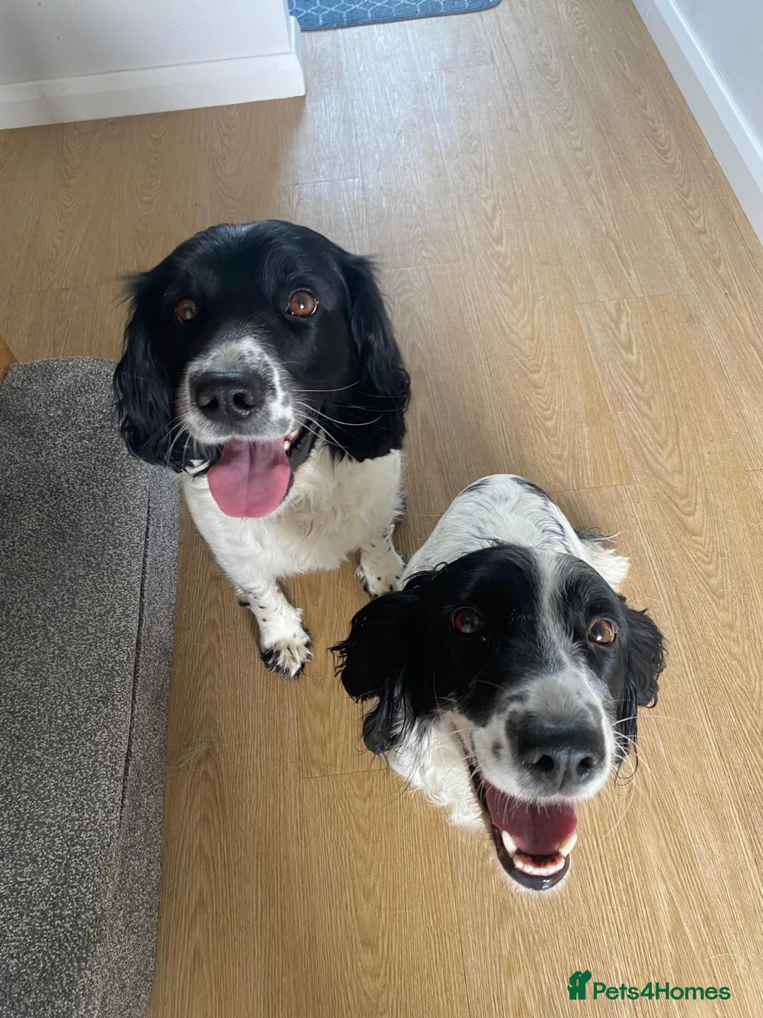 English Springer Spaniel dogs for sale: English Springer Spaniel puppies for sale - Image 8