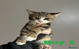 Domestic Shorthair cats for sale: 4 Stunning Kittens ready to find new homes  - Image 2