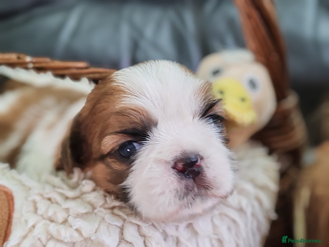 Shih Tzu dogs for sale: Shih Tzu - Image 21