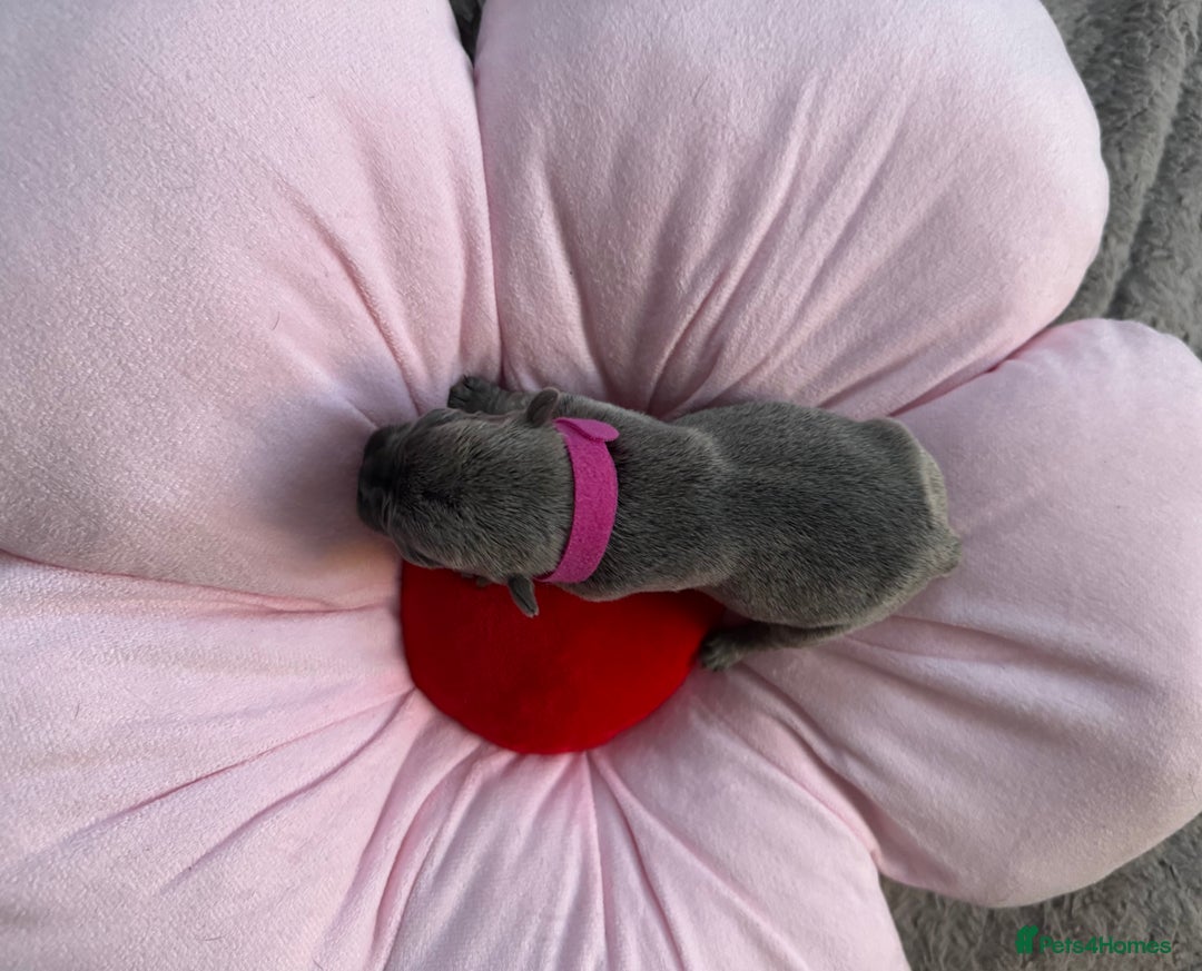 French Bulldog dogs for sale: 🎉 New years pups 🎉 7 adorable French bulldog pup - Advert 2