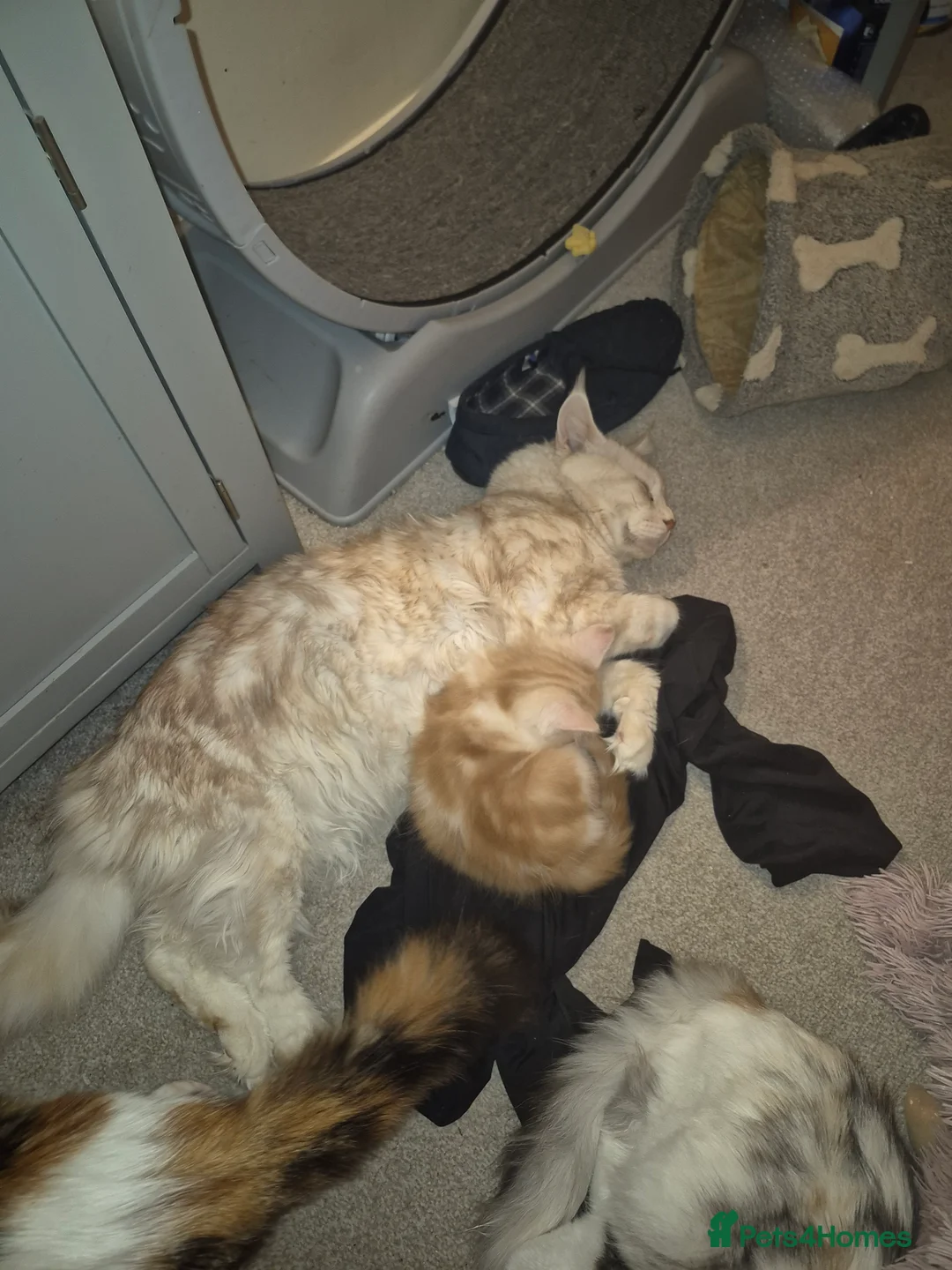 Maine Coon cats for sale: Maine Coon Floof - Advert 4
