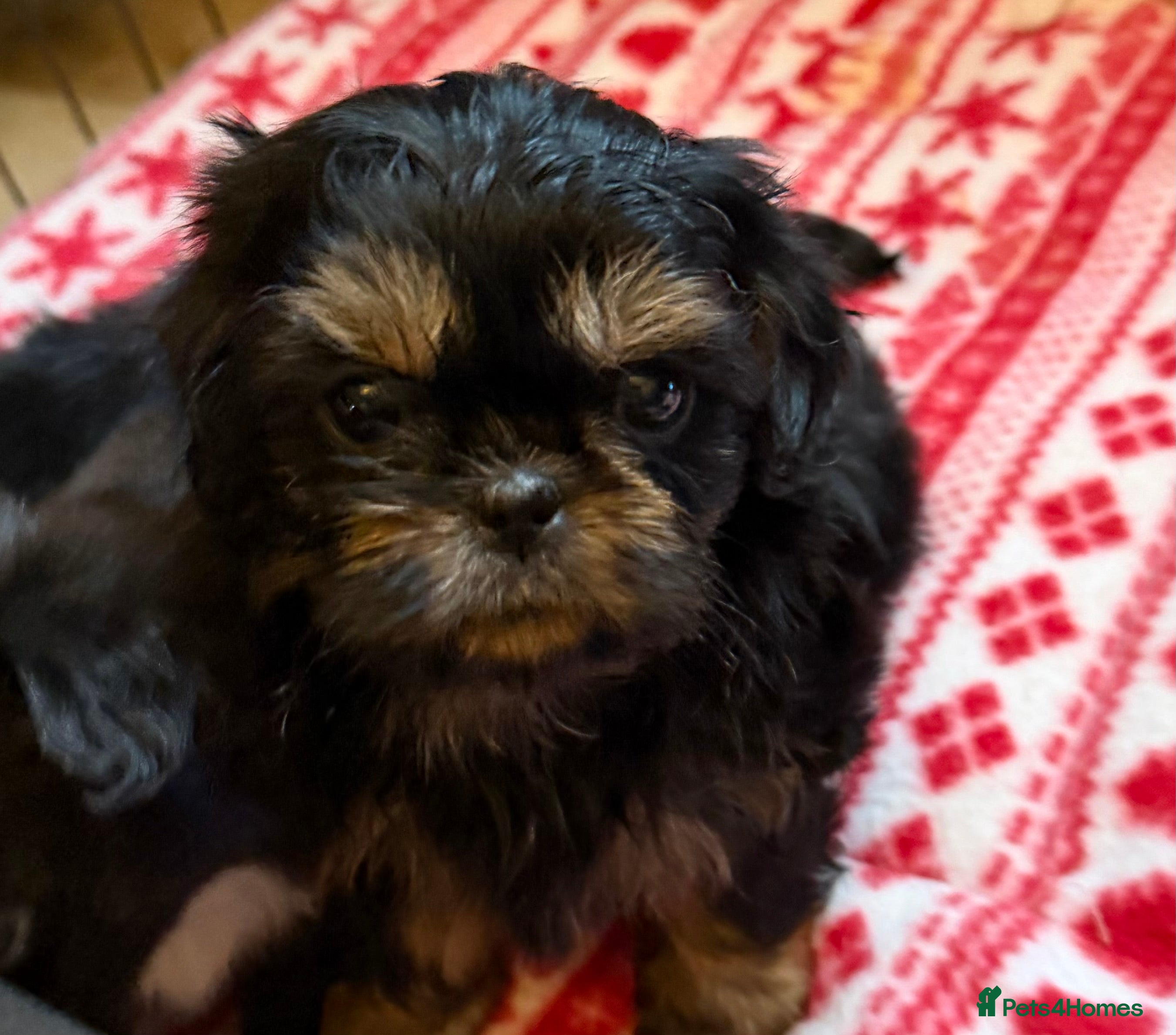 Shih Tzu dogs Incredible imperial shih tzu puppies - Advert 2