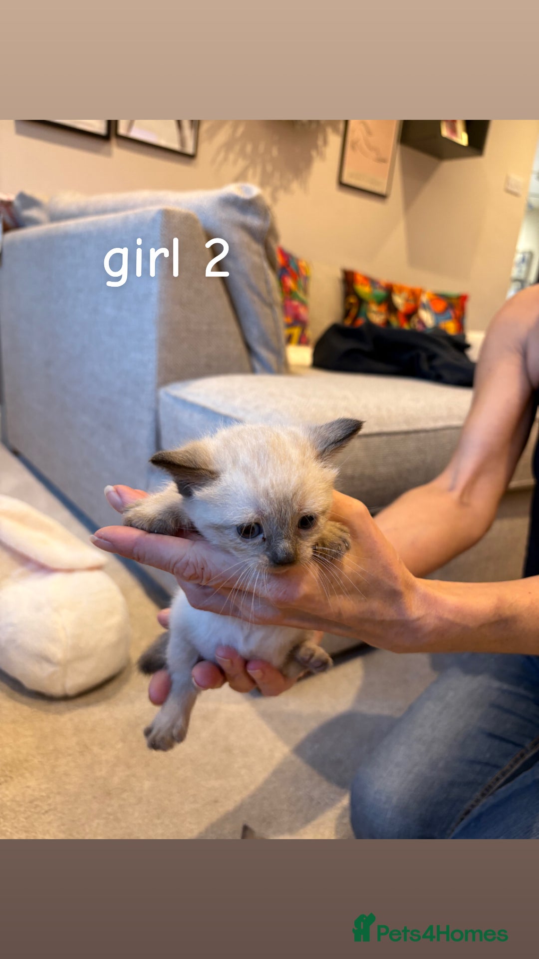 Ragdoll cats for sale: 4 beautiful pure ragdoll kittens  - Image 9
