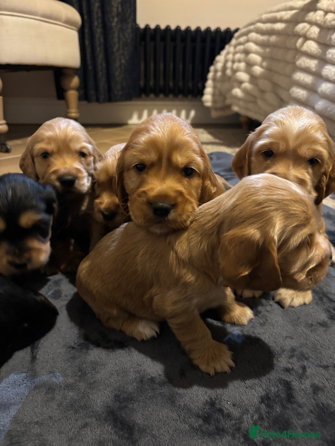 Cocker Spaniel dogs for sale: The Perfect Mix Cocker Puppies Working x Show  - Image 9