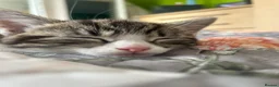 Mixed Breed cats for sale: 🐾 Playful Kittens Looking for Their Forever Homes - Advert 8