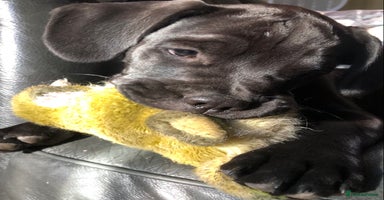 Mixed Breed dogs - Advert 16