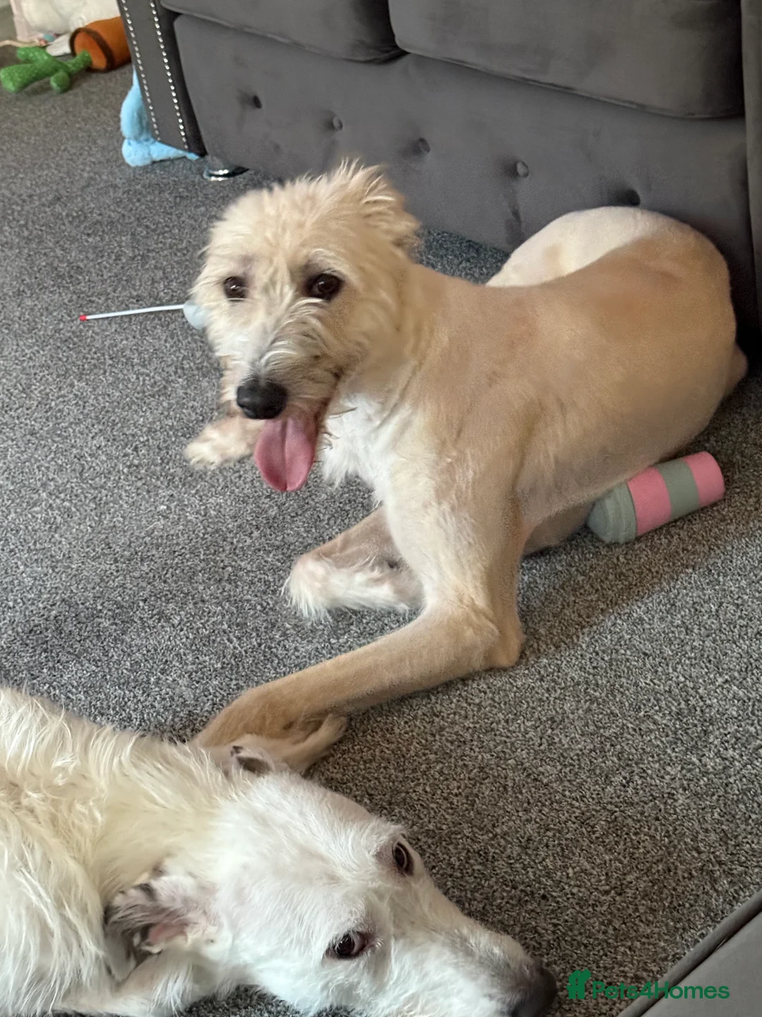 Deerhound dogs for sale: 2 deerhound bitches mother and daughter in Ashington - Advert 2