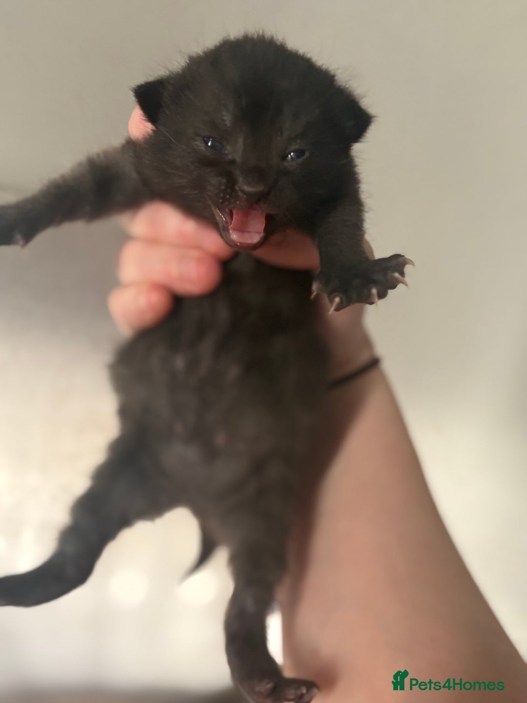 Mixed Breed cats for sale: Male Kittens  - Advert 5