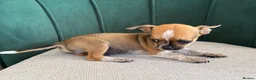 Chihuahua dogs for sale: Adorable Chihuahua Puppies - Advert 14