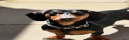 Miniature Dachshund dogs for sale: Very sweet mini Dachshund girl in Carluke - Advert 3