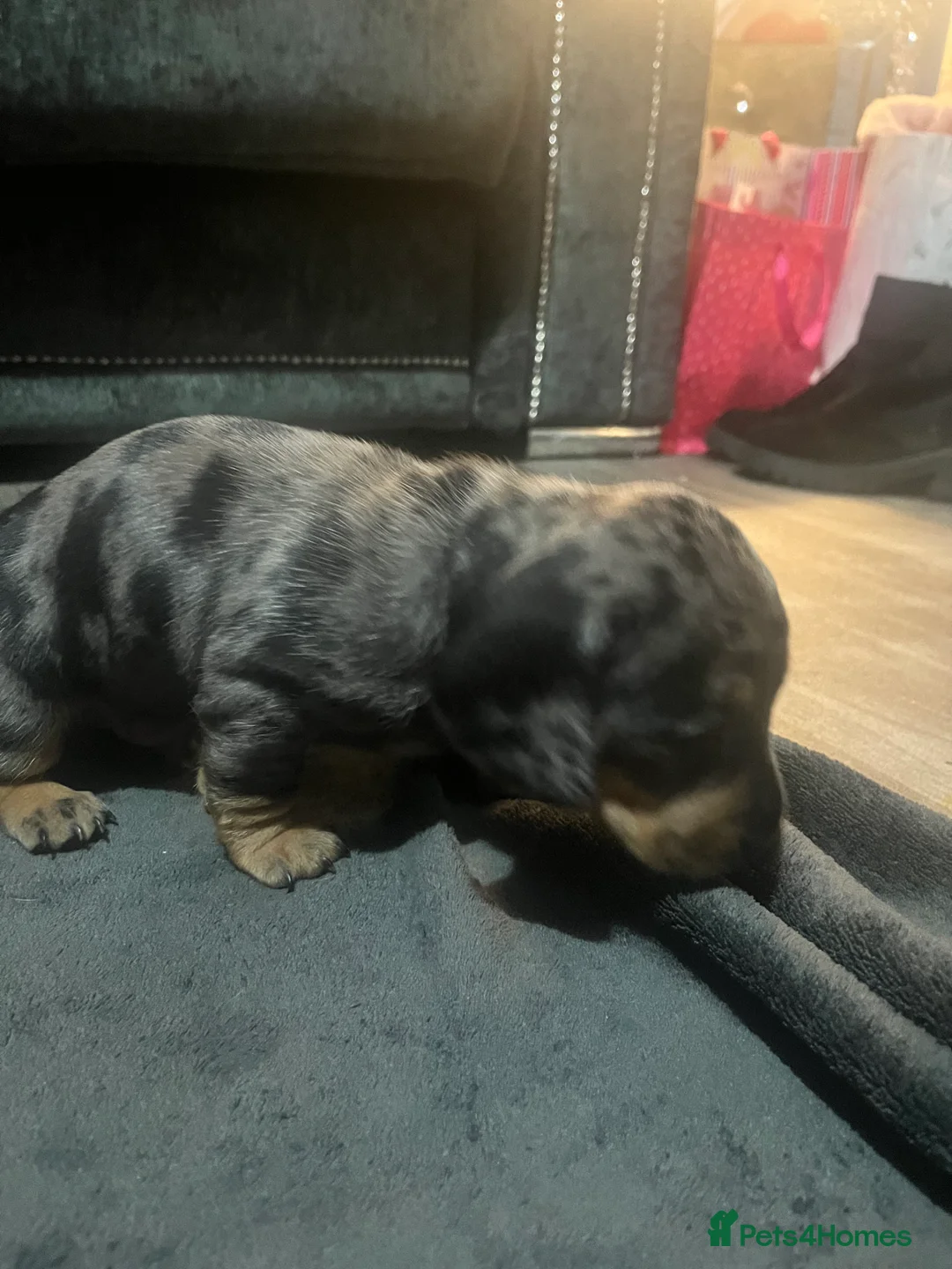 Miniature Dachshund dogs for sale: Minature Dachshunds  - Advert 8