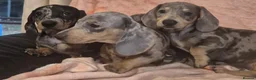 Dachshund dogs for sale: Daxhund puppies - Advert 3