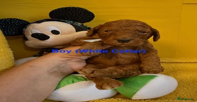 Toy Poodle dogs - Advert 16