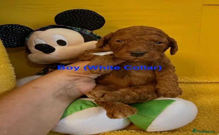 Toy Poodle dogs - Advert 16