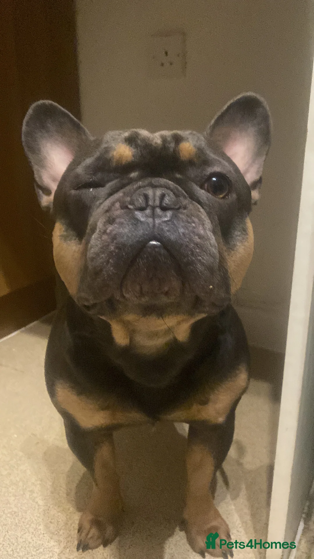 French Bulldog dogs for stud: Family Frenchie for Stud  - Advert 6