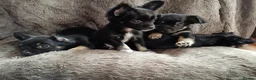 Chihuahua dogs for sale: Quality Longhair Chihuahua Puppies - Advert 9