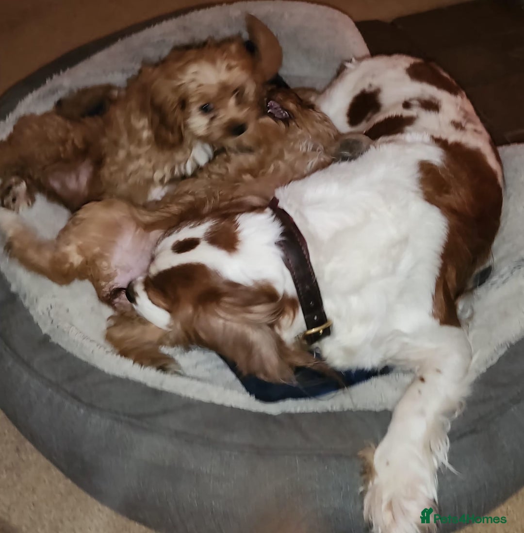 Cavapoo dogs for sale: Miniature Cavapoo Puppies – Home Reared !!! - Advert 13