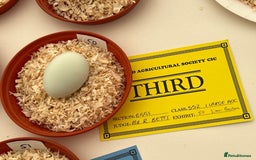 Chickens poultry for sale: Hatching eggs  - Image 4