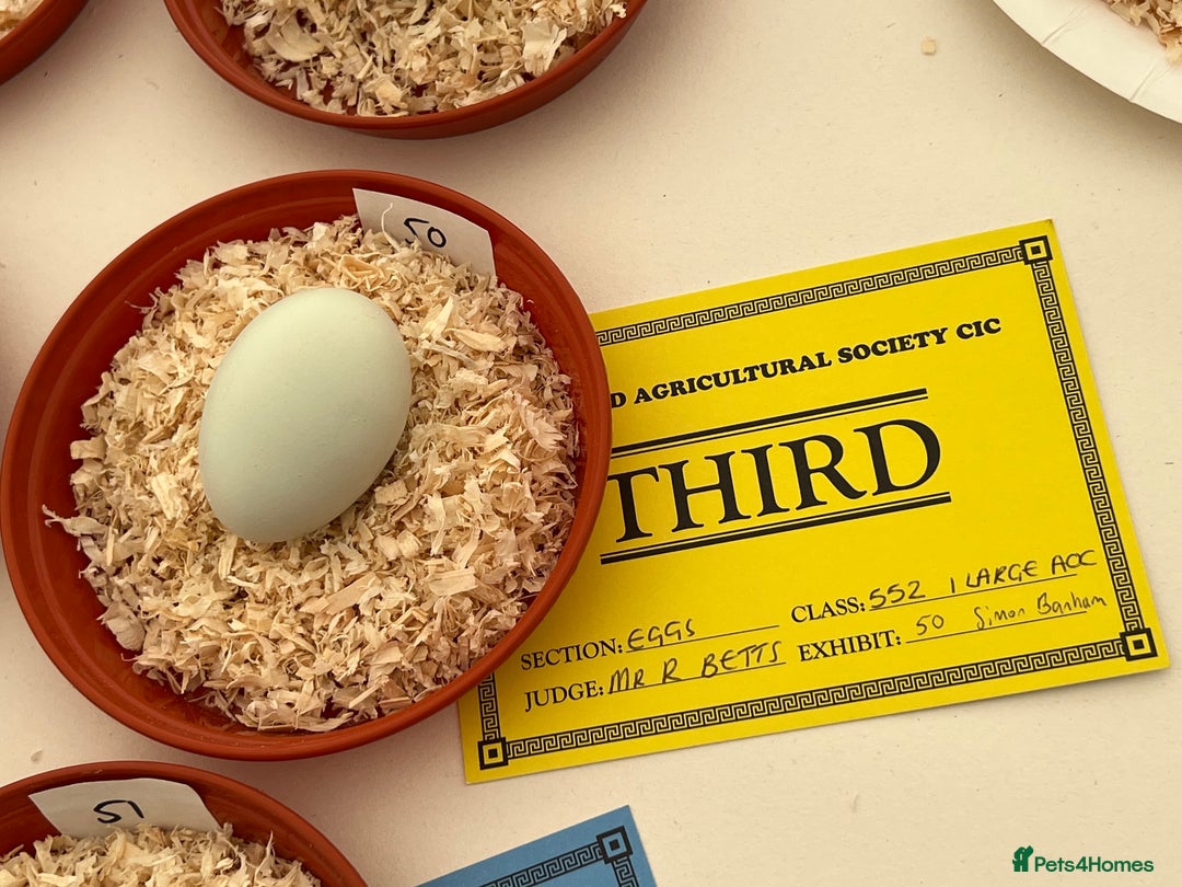 Chickens poultry for sale: Hatching eggs  - Image 4