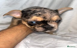 French Bulldog dogs for sale: French bulldog puppies fluffy carriers  - Image 19