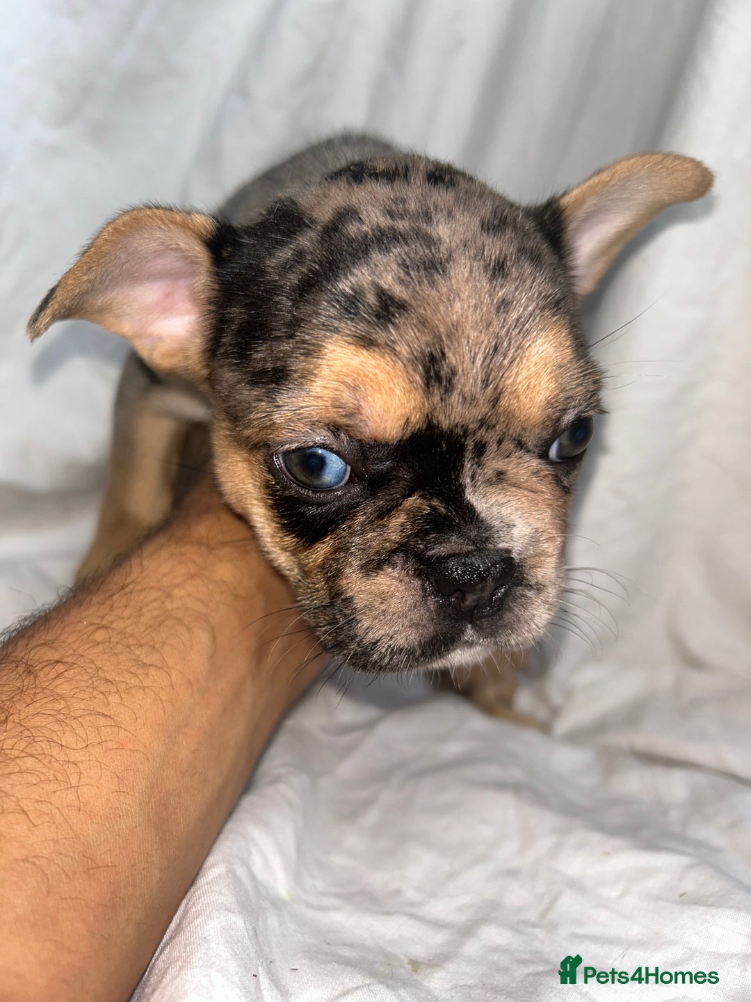 French Bulldog dogs for sale: French bulldog puppies fluffy carriers  - Image 19
