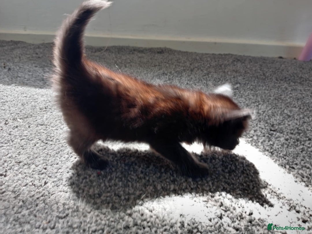 Mixed Breed cats for sale: BSH X Ragdoll - Image 1