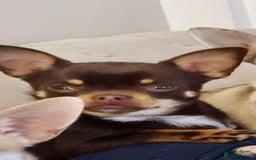 Chihuahua dogs for sale: Almost 11 month old boy chihuahua  - Image 2