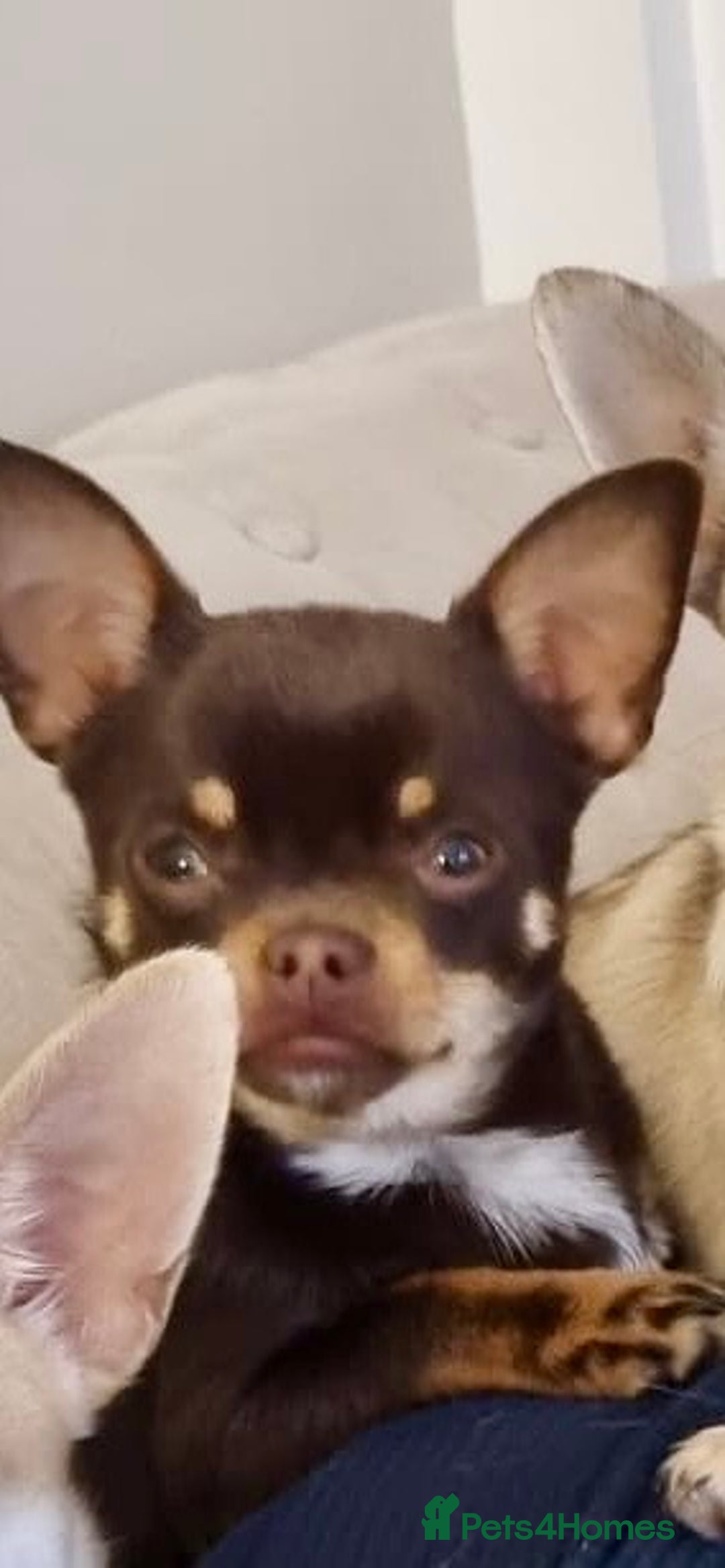 Chihuahua dogs for sale: Almost 11 month old boy chihuahua  - Image 2