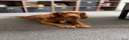 Cockapoo dogs for sale: Beautiful Cockapoo Puppies🐾 - Advert 7