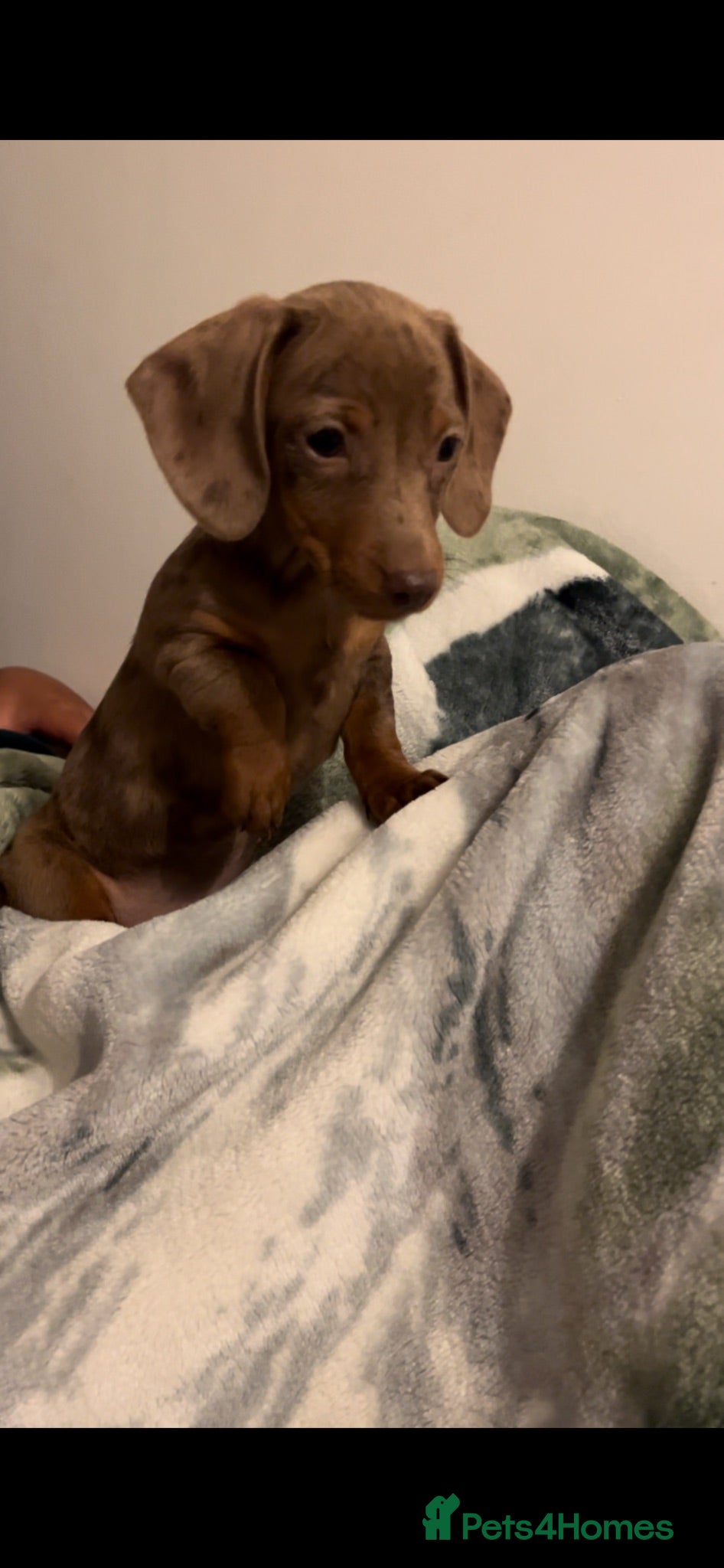 Miniature Dachshund dogs Stunning miniature dachshunds puppies for sale   - Advert 16