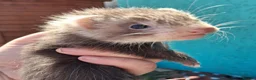 Ferret rodents for sale: Full and Semi angora kits  - Advert 16
