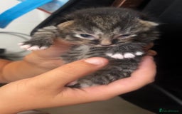 British Shorthair cats for sale: Kittens - Image 6