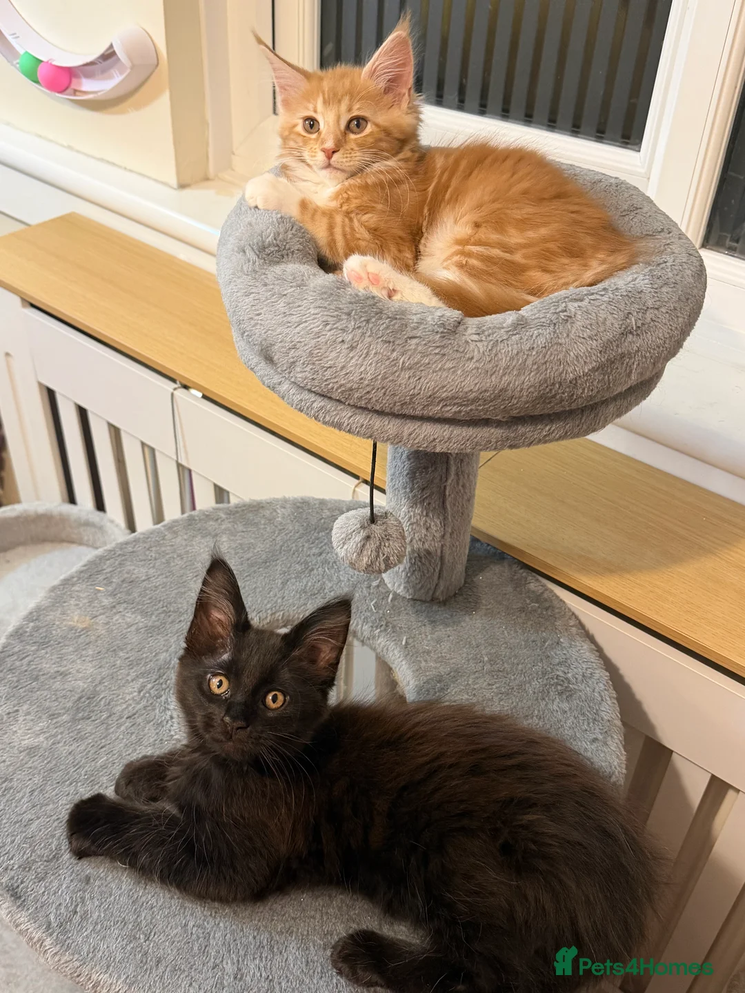 Maine Coon cats for sale: 5 Beautiful Mainecoon Kittens ❤️  - Advert 6