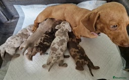 Miniature Dachshund dogs for sale: Miniature dachshund  - Image 3