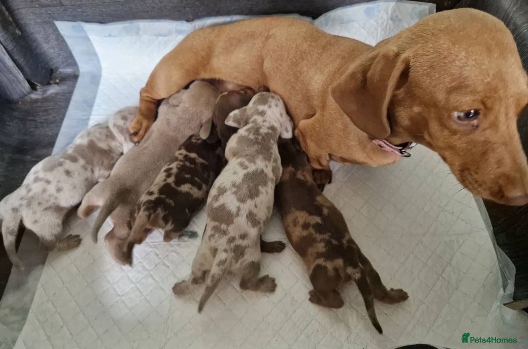 Miniature Dachshund dogs for sale: Miniature dachshund  - Image 3