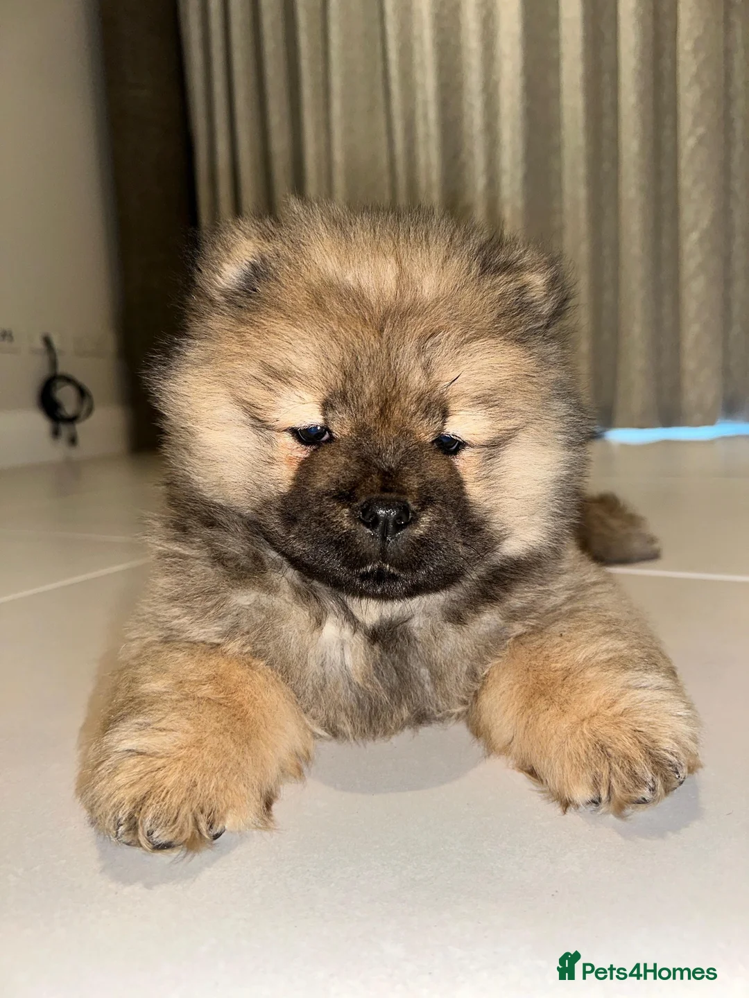 Chow Chow dogs for sale: Euro  - Advert 2