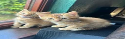 Mixed Breed cats for sale: Ginger kittens!!  - Advert 6