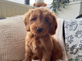 Australian Labradoodle dogs WALA Superior Australian Labradoodles-Remaining 1 - Advert 1