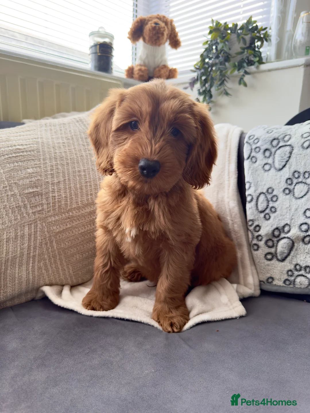 Australian Labradoodle dogs for sale: WALA Superior Australian Labradoodles-Waiting List - Advert 5
