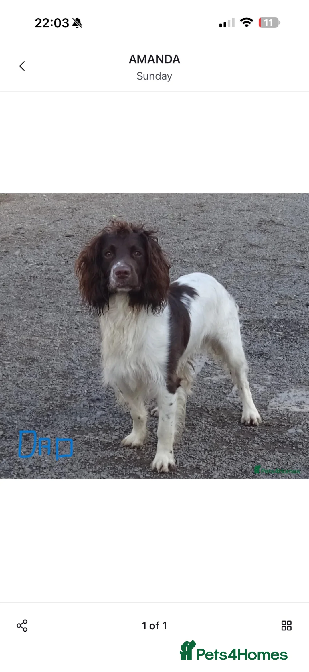 English Springer Spaniel dogs for sale: 3 Month old Springer Spaniel Male  in Airdrie - Advert 2