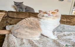 British Shorthair cats for sale: Retired fawn tortie + white British Shorthair  - Image 9