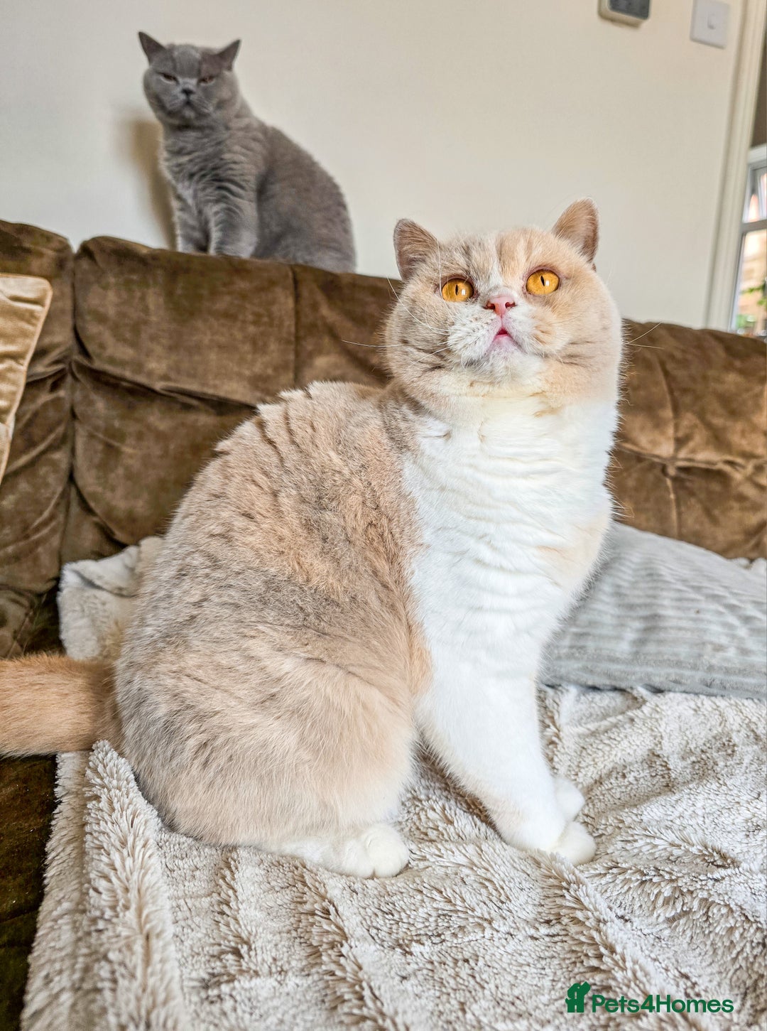 British Shorthair cats for sale: Retired fawn tortie + white British Shorthair  - Image 9