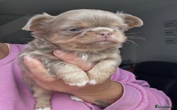 Chihuahua dogs for sale: KC LONG COAT CHIHUAHUA’S - Image 1