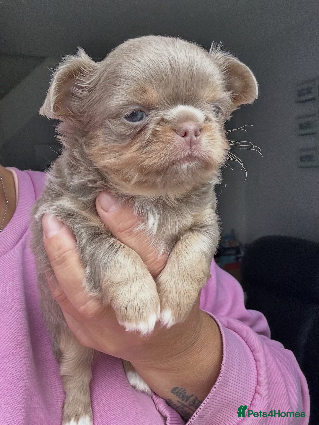 Chihuahua dogs for sale: KC LONG COAT CHIHUAHUA’S - Image 1