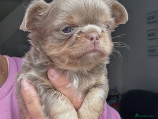 Chihuahua dogs - Advert 1