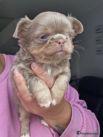 Chihuahua dogs - Advert 1