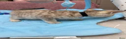 Bengal cats for sale: Snow Mink & Lynx 🩷💙 Pedigree TICA Bengal Kittens - Advert 21