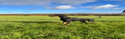 Dobermann dogs for stud: Elite Dobermann Stud Available  in Skegness - Advert 1